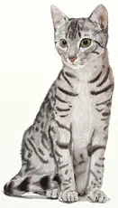 Hogyan kell felhívni a hörcsög, hörcsög rajz ceruzával, poetapano (hörcsög) Hogyan kell felhívni a hörcsög, hörcsög rajz ceruzával, poetapano