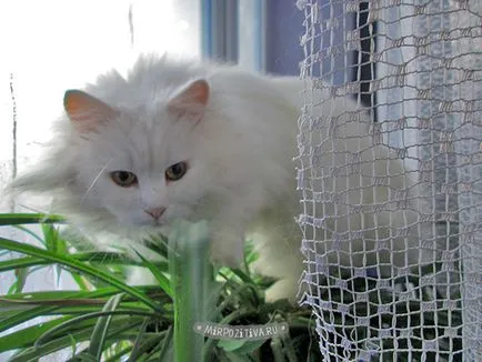 Hogyan kell felhívni a macska ceruza szakaszában (a sorsolás állapotok cat) Hogyan kell felhívni a macska ceruzával szakaszokban