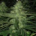 Milyen a növény a kender