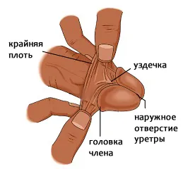 Mi köze van egy kantár
