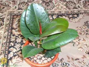 Ficus terménynyilatkozatán Ficus terménynyilatkozatán