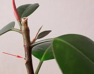 Ficus terménynyilatkozatán Ficus terménynyilatkozatán