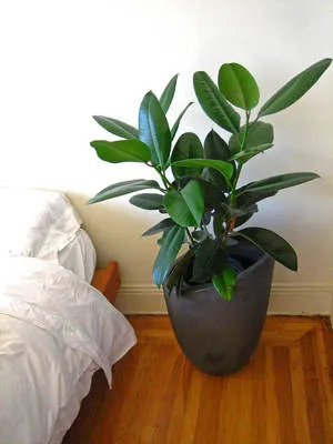 Ficus terménynyilatkozatán Ficus terménynyilatkozatán