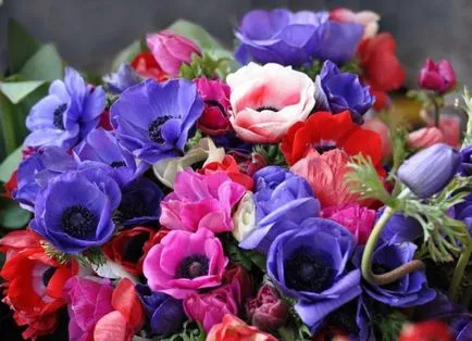 Mi a növény Anemone