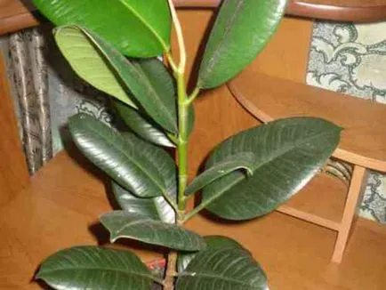 Ficus terménynyilatkozatán Ficus terménynyilatkozatán