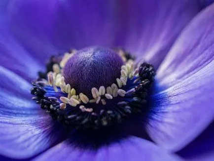 Mi a növény Anemone
