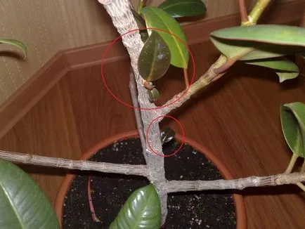 Ficus terménynyilatkozatán Ficus terménynyilatkozatán
