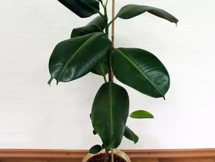 Ficus terménynyilatkozatán Ficus terménynyilatkozatán
