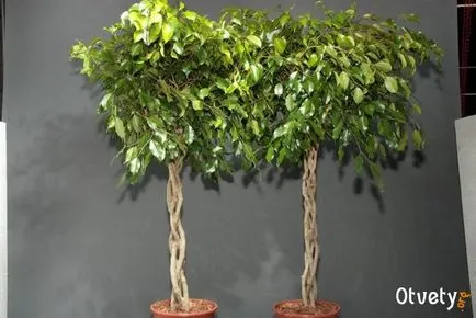 Hogyan csavarja Ficus Benjamin