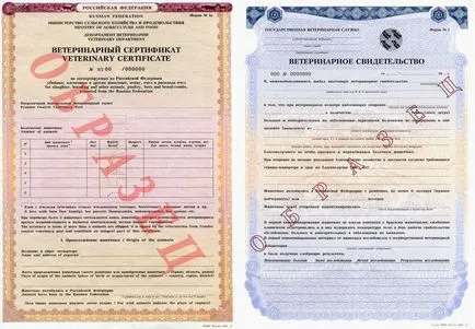 Hogyan szállítható egy kutya egy repülőgép szabályok, dokumentumok előkészítése