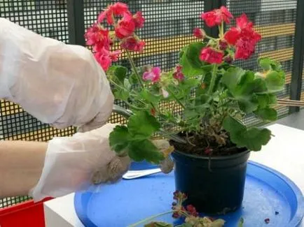 Átültetett begónia fotó és videó (transzplantációs) Átültetett begónia fotó és videó