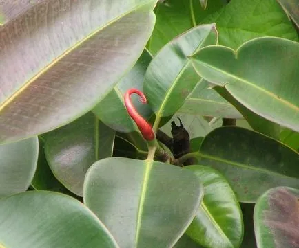 Hogyan csavarja ficus