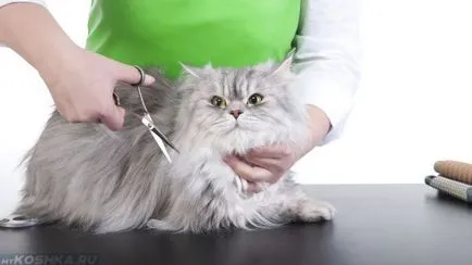 Hogyan lehet csökkenteni a macska otthon, ha nincs megadva (cat) Hogyan lehet csökkenteni a macska otthon, ha nincs megadva