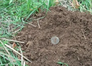 Hogyan kell használni a fém detektor (keverő oszcillátor) Hogyan kell használni a fémdetektor