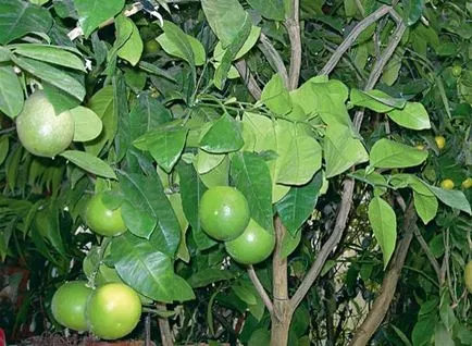 Hogyan juthat el a narancssárga termés egy lakásban