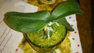 Milyen a növény az orchidea egy bankban otthon (orchidea) Milyen a növény az orchidea egy bankban otthon