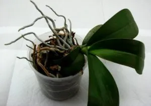 Milyen a növény az orchidea egy bankban otthon (home) Milyen a növény az orchidea egy bankban otthon