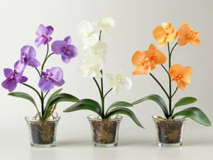 Milyen a növény az orchidea egy bankban otthon (orchidea) Milyen a növény az orchidea egy bankban otthon