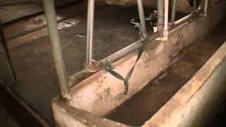 Hogyan építsünk egy fészer (istálló, pajta) bikák és tehenek a kezüket