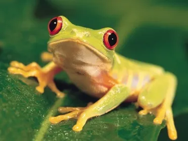 Énekel békák - zooterritoriya (béka) Énekel békák - zooterritoriya
