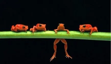 Énekel békák - zooterritoriya (American béka) Énekel békák - zooterritoriya