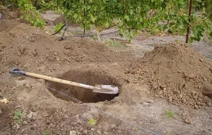 Milyen a növény az őszi ribizli palánták és dugványok a feltételeket, szabályokat (csemeték) Milyen a növény az őszi ribizli palánták és dugványok a feltételeket, szabályokat