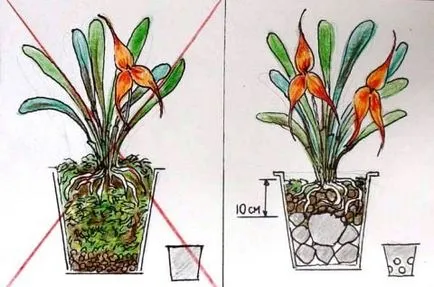 Milyen a növény az orchidea egy bankban (az orchideák ellátás) Milyen a növény az orchidea egy bankban