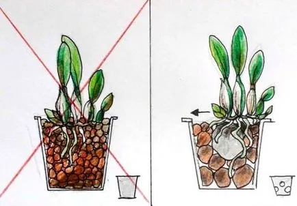 Amint orchidea üzem egy bankot (növény) Milyen a növény az orchidea egy bankban
