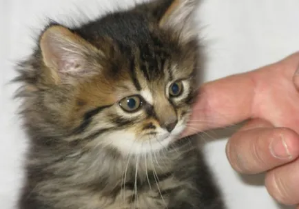 Honnan tudja a macska szereti, akár nem (megérteni) Honnan tudja a macska szereti, akár nem