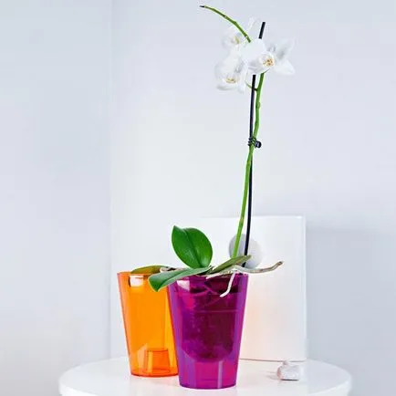 Milyen a növény az orchidea egy bankban otthon (a növény) Milyen a növény az orchidea egy bankban otthon