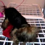 Hogyan viselkedni Tiszta A Yorkshire terrier (Yorkshire) Hogyan viselkedni Tiszta A Yorkshire terrier