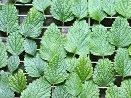 Hogyan gyűjtsünk és szárítsa meg a menta és a citromfű tea (jobbra) Hogyan gyűjtsünk és szárítsa meg a menta és a citromfű tea