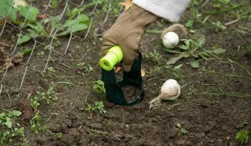 Hogyan növény tulipán - tavasszal vagy ősszel, és mély, vagy sem (helyesen) Hogyan növény tulipán - tavasszal vagy ősszel, és mély, vagy sem