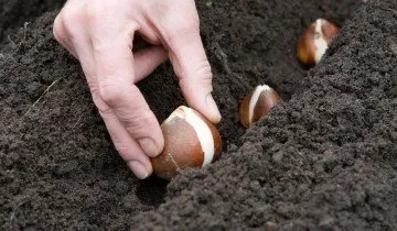 Hogyan növény tulipán - tavasszal vagy ősszel, és mély, vagy sem (növény) Hogyan növény tulipán - tavasszal vagy ősszel, és mély, vagy sem