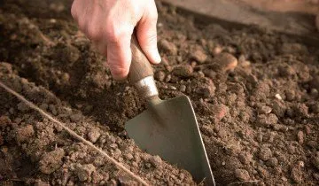 Hogyan növény tulipán - tavasszal vagy ősszel, és mély, vagy sem (növény) Hogyan növény tulipán - tavasszal vagy ősszel, és mély, vagy sem