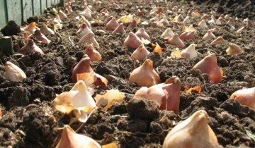 Hogyan növény tulipán - tavasszal vagy ősszel, és mély, vagy sem (növény) Hogyan növény tulipán - tavasszal vagy ősszel, és mély, vagy sem