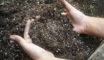 Hogyan növény tulipán - tavasszal vagy ősszel, és mély, vagy sem (tulipán) Hogyan növény tulipán - tavasszal vagy ősszel, és mély, vagy sem