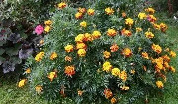 Hogyan növény tulipán - tavasszal vagy ősszel, és mély, vagy sem (növény) Hogyan növény tulipán - tavasszal vagy ősszel, és mély, vagy sem