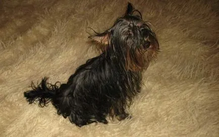 Hogyan viselkedni Tiszta A Yorkshire terrier (mosás) Hogyan viselkedni Tiszta A Yorkshire terrier