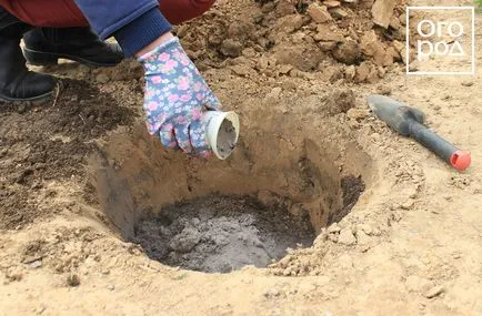 Hogyan növény rózsa nyílt terepen tavasszal, egy virágágyás ()