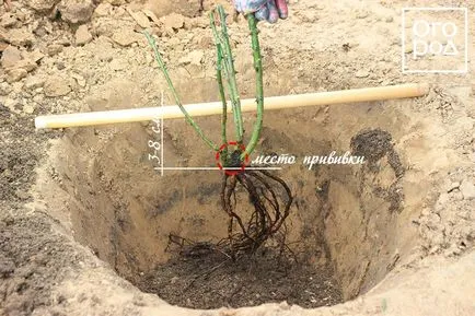 Hogyan növény rózsa nyílt terepen tavasszal, egy virágágyás ()