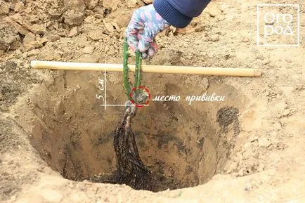 Hogyan növény rózsa nyílt terepen tavasszal, egy virágágyás ()
