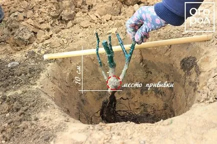 Hogyan növény rózsa nyílt terepen tavasszal, egy virágágyás ()