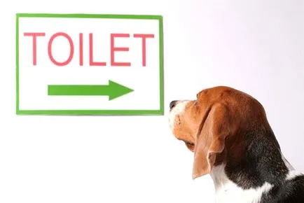 Hogyan kell tanítani a kutyát, és egy felnőtt kutya egy tálcára (felnőtt) Hogyan kell tanítani a kutyát, és egy felnőtt kutya egy tálcára