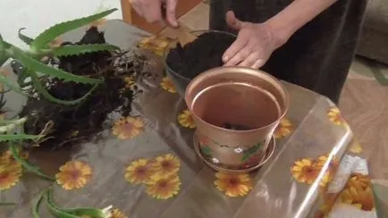 Mint aloe otthon ülni (videó)
