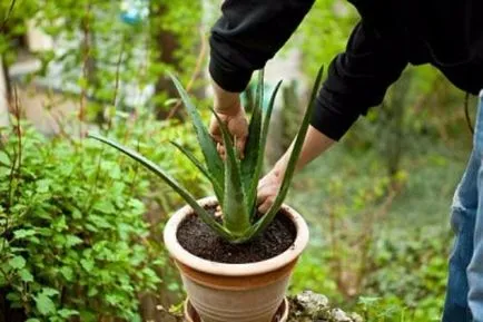 Mint aloe otthon ülni (videó)