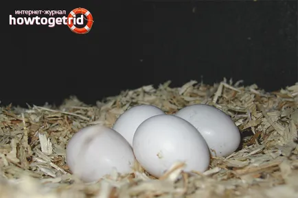 Ahogy növényi törpepapagájok otthon 1 (etetés papagájok reprodukció során) Hogyan szaporodnak budgies az otthoni 1