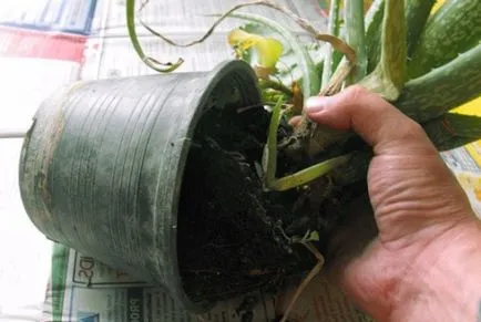 Mint aloe otthon ülni (videó)