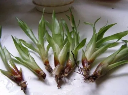 Mint aloe otthon ülni (videó)
