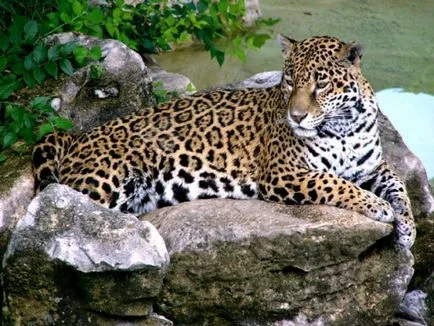 Hogyan rajzoljunk egy Cheetah